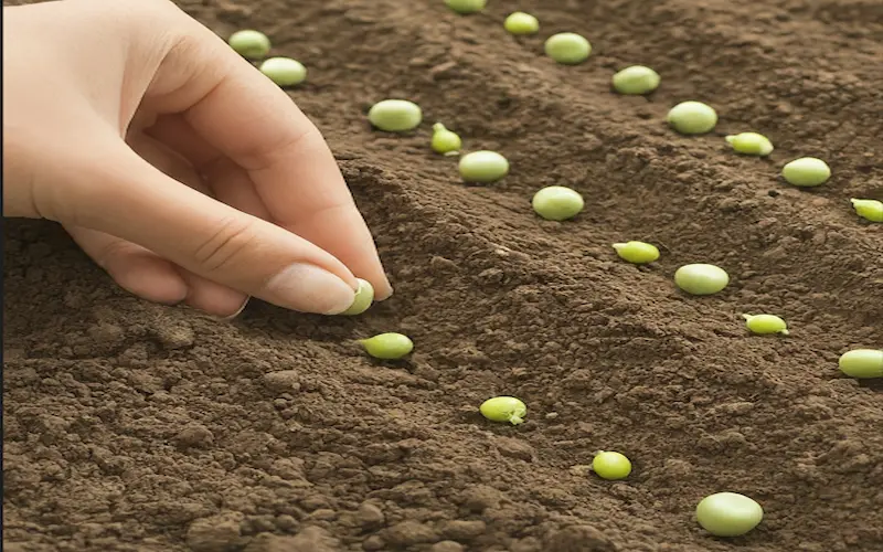 sowing peas