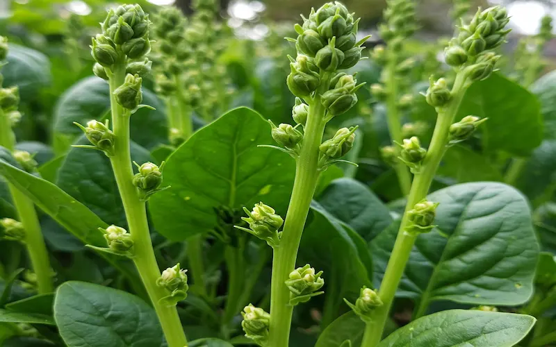 Spinach bolting