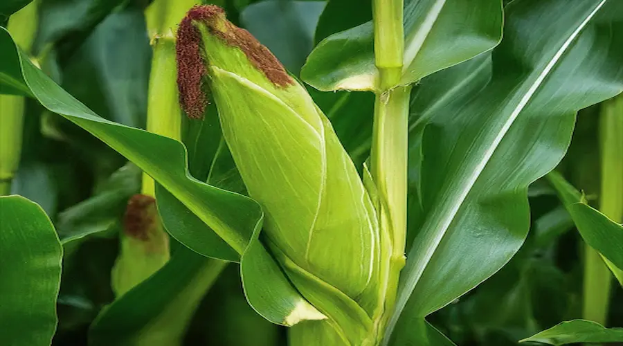 Stalks and Nodes