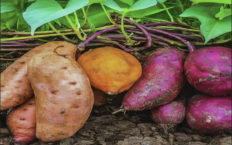 How to grow sweet potatoes