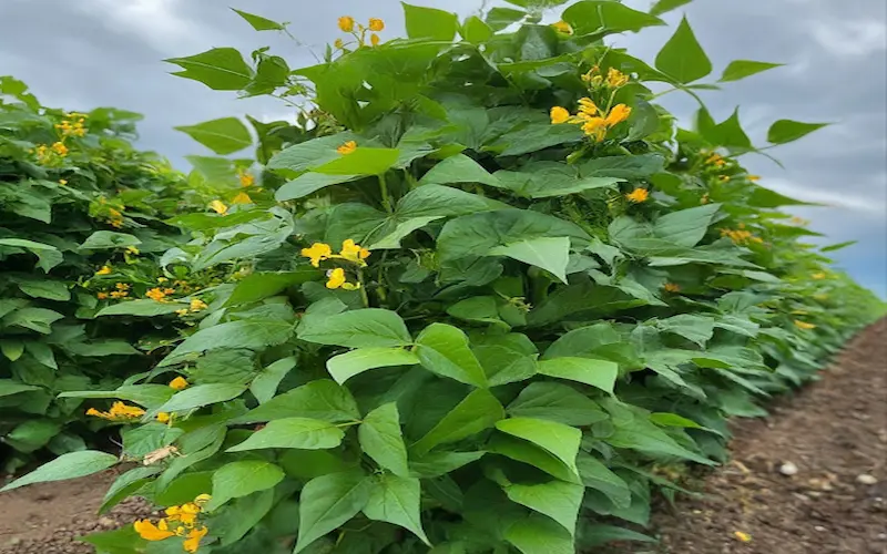 Black bean growth