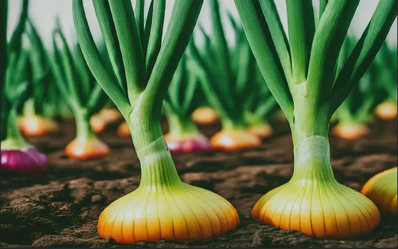 Vegetative stage of onion growth stages