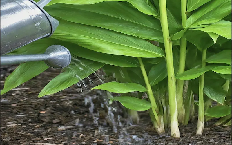 Watering ginger plant