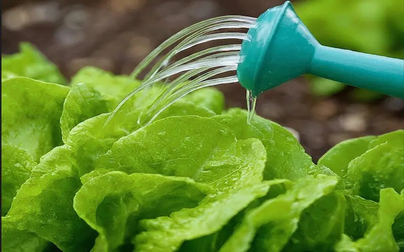 Watering lettuce plant