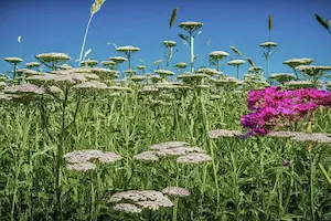 Discover the Perfect Yarrow Companion Plants for a Thriving Garden - Post Thumbnail