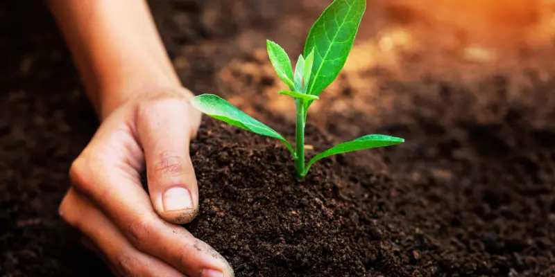 Transplanting Lady Finger